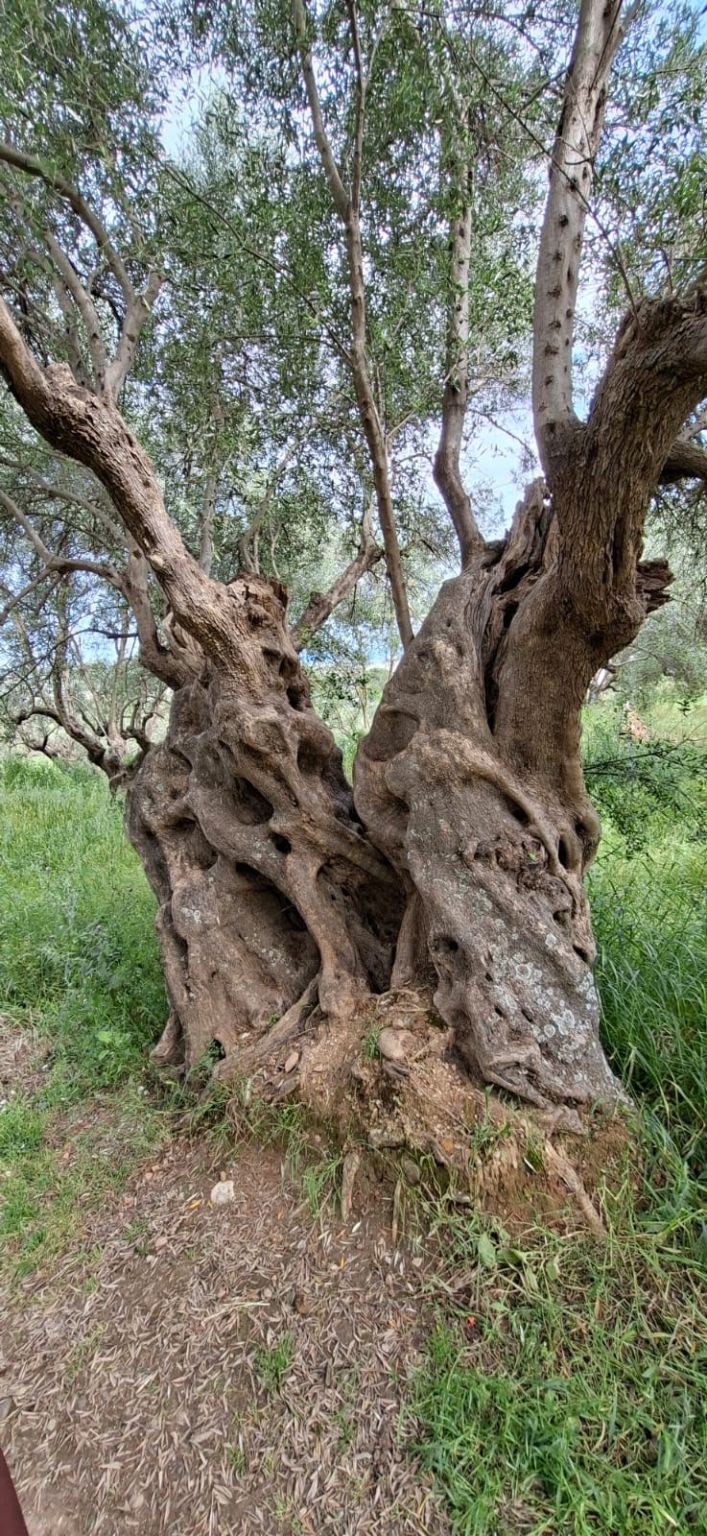 I’ve been thinking about this tree for three days. I saw it on a walk through Greece and I haven’t been able to shake it.